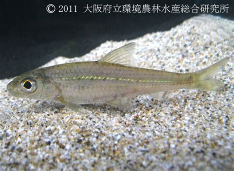 種葉魚|画像一覧 ｜ 淡水魚図鑑（在来種） ｜ 図鑑 ｜ 大阪府 